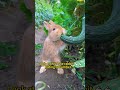 Little #rabbit eats cucumber 🥒🥒🥒