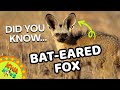 Fun Facts About Bat-Eared Foxes! | KWA Kids Animal Adventures