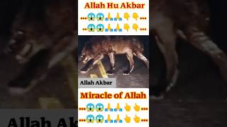 Miracle of Allah☝😱|| #islam #allah #short