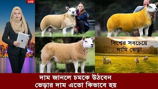 হা, এটাই বিশ্বের সবচেয়ে দামি ভেড়া। দাম জানলে চমকে উঠবেন।