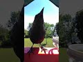 shake SHAKE #everybodydancenow #funnyanimals #birdtok