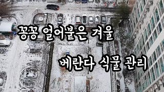 [홈가드닝] 꽁꽁 얼어붙은 겨울 베란다 식물 관리 - 환기, 화분 배치