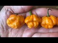 Scotch Bonnet Freeport Orange Pepper Review and Tasting