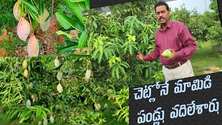 Chinni shootspot | ఈక్కడ మామిడి పండ్లు కోసుకోవచ్చు | Mango fruits harvest | Besides Highway | Mahesh