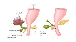 Development of pancreas