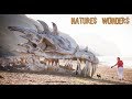 National Geographic | The Last Dragon - Nature Documentary