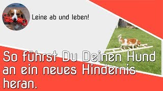 Hundetraining - Die Leiter kennenlernen | Hundeschule