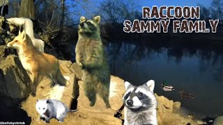 Famous Raccoons live cam!