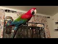 green winged macaw playing peekaboo