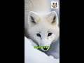 Arctic Fox: The Cutest Predator