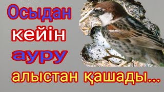 Ағзаны аурудан тазалаңыз#сірке су#уксус/ торғай жұмыртқасының пайдасы.