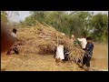 मारवाड़ी वीडियो देखिए किसानों का काम लाइव rajasthani farmers