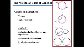 BIOL3010-Replication_complete