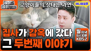 '19마리 고양이와 구속된 집사' 그 두번째 이야기 I KBS 2TV 동물은 훌륭하다 241130 방송