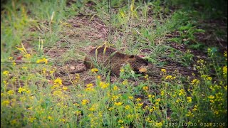 Nutria hunting CZ 527 varmint 223 rem - 75 gr Speer Gold dot