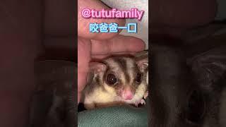 咬爸爸一囗【蜜袋鼯的生活日常】【 Sugar Glider 】【フクロモモンガ】【ชูการ์ไกลเดอร์ครับ】【 슈가글라이더 】   @tutufamily