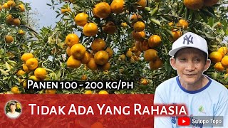 KUNCI SUKSES BERKEBUN JERUK SIAM ALA PAK SUNARDI MALANG