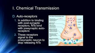 Cog Neuro Lecture #5 - Synaptic Transmission Part 1: Neurotransmitters