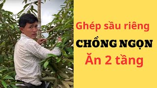 Kỹ thuật ghép sầu riêng chồng ngọn ăn 2 tầng . Lâm 0964.010.015