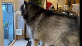 Angry Alaskan Malamute Guard Dog Protects House From Intruder!!