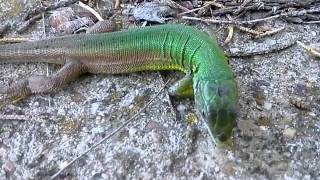 European Green Lizard (Lacerta Viridis)