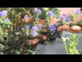 Water-Wise Gardening Solutions: Gardening with Water-Wise Plants with James Maxwell