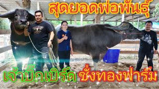 Ep.46. จ้าวบิ๊กเบิร์ด  สุดยอดพ่อพันธุ์ แชมป์ประเทศไทย ณ ชั่งทองฟาร์ม อ.เมืองมุกดาหาร