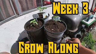 Week 3 Cannabis Grow with Me: North Atlantic Seed Co. Review