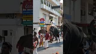 #kerala #festival #guruvayoor#krishna #harekrishna #incredibleindia