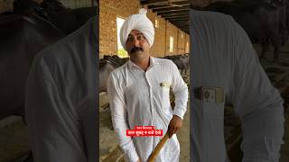 Pawan Lijwana New Dairy Farm #Pawan_Lijwana #shorts #ajaybindroli