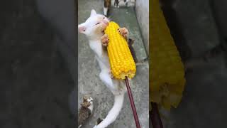 I've never seen a cat that likes to eat corn like this.  #cat #cute #cat #dog #puppy #kitten #funny