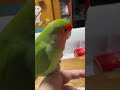 2023 10 17人気no. 1ドーム shorts コザクラインコ bird