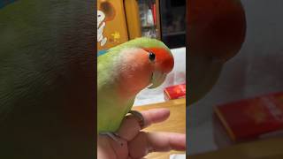 2023/10/17人気No. 1ドーム#shorts#コザクラインコ#bird