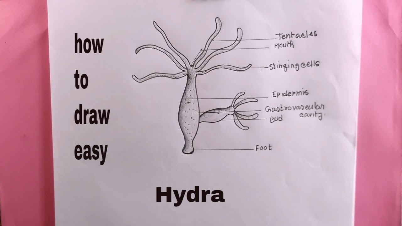 How To Draw A Hydra Step By Step/hydra Drawing Easily - YouTube