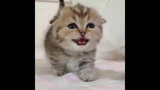 Baby Cats - Cute Funny Videos Compilation #shorts
