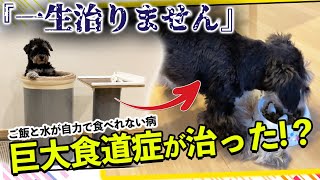 巨大食道症で施設に預けられたミニチュアシュナウザーの子犬の里親になったら・・・【ミニチュアシュナウザー】【里親】