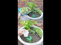 How to make compost at home using kitchen waste and plastic bottle?#Shorts