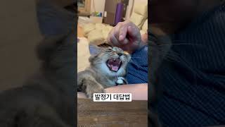 짜장이 발정기 대답법 |5개월 암컷 |귀엽지만 안타까움