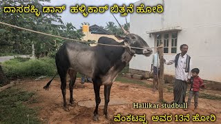 Dasarahalli DON . Hallikar studbull . ಹಳ್ಳಿಕಾರ್ ಬಿತ್ತನೆ ಹೋರಿ.