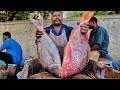 KASIMEDU 🔥 SPEED SELVAM | HUGE SNAPPER FISH CUTTING VIDEO | 4K VIDEO | KM FISH CUTTING