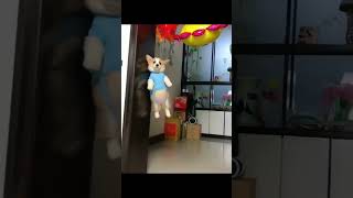 puppy took off #interesting #animal #cute #Corgi