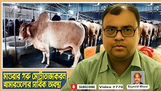 মাগুরার গরুর খামারগুলোর সার্বিক অবস্থা | beef fattening farm in Magura