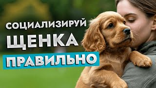 Секреты идеального компаньона 🐶✨ Как социализировать щенка и взрослую собаку?! | ЛавГав