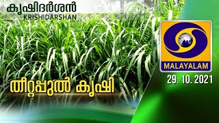 Fodder cultivation ( തീറ്റപ്പുൽ കൃഷി)  കൃഷിദർശൻ  LIVE phone in prog 29/10/2021