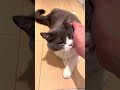 【お出迎え猫】306日目🐯🐾「かわいいの宝石箱や〜💎」 お出迎え猫