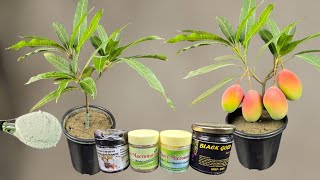 3 Unique Fertilizer For Mango Tree...Result In Just 15 Days