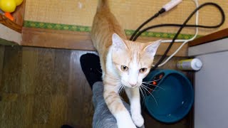 お出かけの準備をすると必死に引き止めてくる子猫