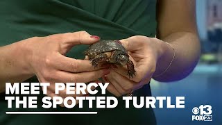 Center for Wildlife: Meet Percy the spotted turtle