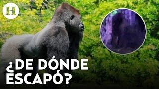 ¿Es una mascota ilegal? Esto se sabe sobre el gorila perdido en Villa de Tezontepec