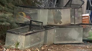 Nebraska Humane Society recovers hundreds of exotic animals from Papillion home